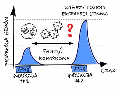 schemat pamięci komórkowej