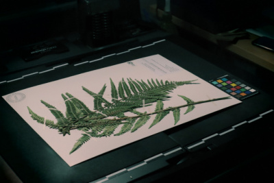 Zielnik, fot. Cezary Bogus