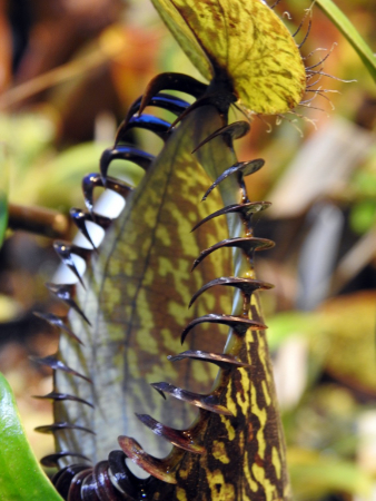 rośliny mięsożerne