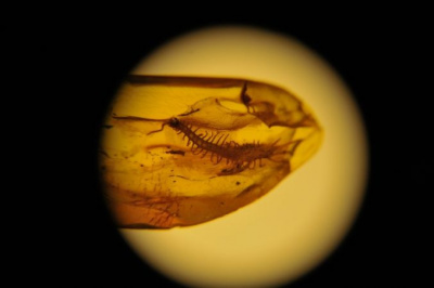 inkluzja w bursztynie