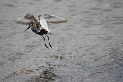 Lecący nad wodą ptak