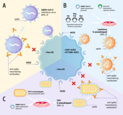 Grafika pochodzi z artykułu ze str. Nature.com