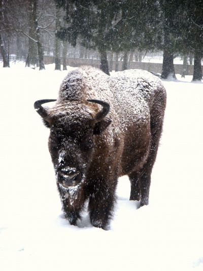 bison