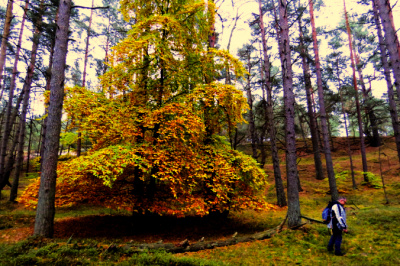 In the photo dr hab. Piotr Rutkowski during biodiversity research in coastal forests. Photo by Monika Markowska.