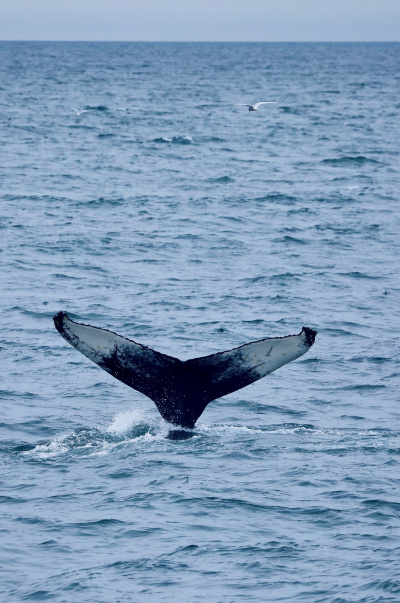 Photo by Hanna Wegnerowska and Magdalena Socha