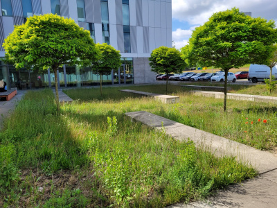 Tutaj powstanie park kieszonkowy, fot. Aleksandra Hołomej
