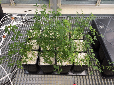 Lucerna siewna w glebie ubogiej w azot po inokulacji rhizobii, fot. Zespół prof. George'a DiCenzo