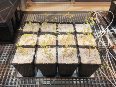 Lucerna siewna w glebie ubogiej w azot rośliny w glebie bez rhizobii. 