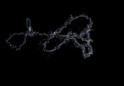 Rurkopław z gat. Sulculeolaria chuni (podrząd Calycophorae), fot. Maciej Mańko