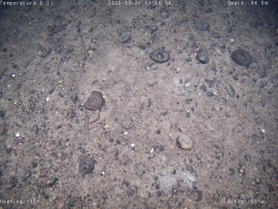 Fe-Mn concretion on the seabed; photo by Wojciech Machaj