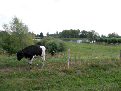 Klasyczny krajobraz żuławski