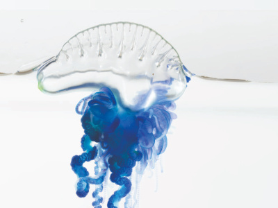 Physalia minuta z Nowej Zelandii, fot. Casey Dunn