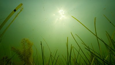 Zdjęcie łąki podwodnej; fot. Krystian Bielatowicz/Fundacja MARE