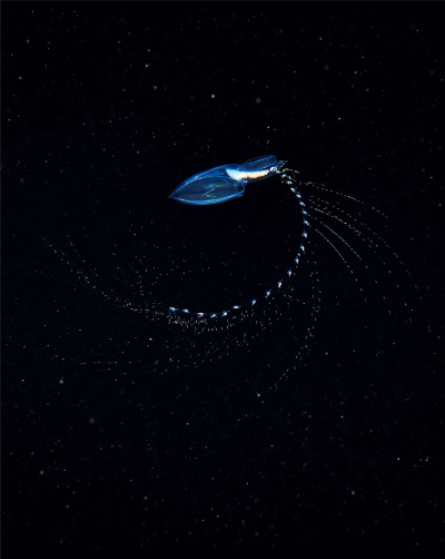 Eudoksja; fot. dr Alex Semenov