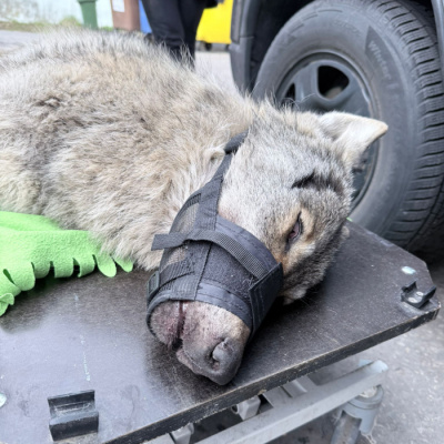 Ranny wilk przy drodze, fot. Karolina Baranowicz