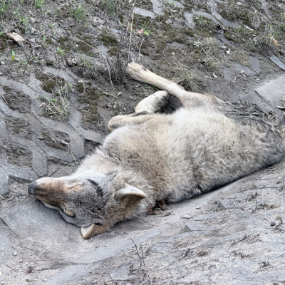 Ranny wilk przy drodze, fot. Karolina Baranowicz