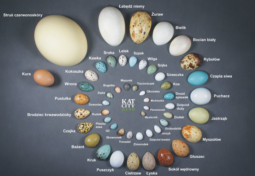 52 jaja - grafika KAT CITY ARTE