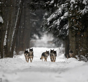 Wilki_wyborcza