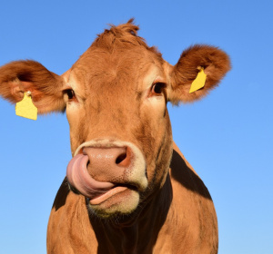 Image by Leopictures from Pixabay