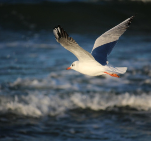 Image by Ryszard Królikowski from Pixabay