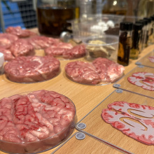 Preparaty biologiczne na stoisku edukacyjnym