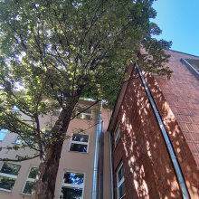 Sycamores in ul. Bielańsks