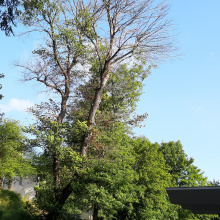 A fragment of the UG green area