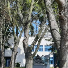 Dead Maples at the Institute of Speech Therapy