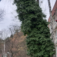 A birch tree at the Faculty of Management with disturbed statics during a windstorm had its roots disturbed. The tree was removed