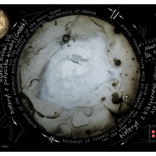 Zdjęcie szalek Petriego z projektu Newbioteryt-E60