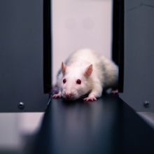 UG Experimental Animal Laboratory. Photo by Alan Stocki/UG.