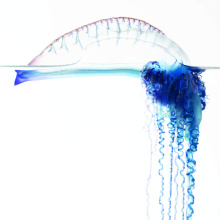 Physalia physalis from the Canary Islands. Image credit: Casey W. Dunn, Namrata Ahuja, Dalila Destanović