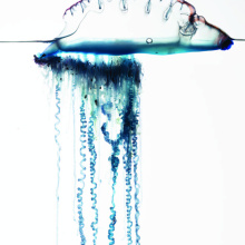 Physalia physalis from the Canary Islands. Image credit: Casey W. Dunn, Namrata Ahuja, Dalila Destanović