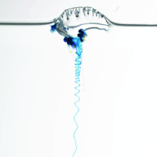 Physalia utriculus from Hawai'i. Image credit: Casey W. Dunn, Namrata Ahuja, Dalila Destanović