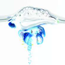 Physalia utriculus from Hawai'i. Image credit: Casey W. Dunn, Namrata Ahuja, Dalila Destanović