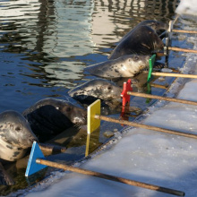 Foki w trakcie treningu medycznego w Fokarium Stacji Morskiej UG