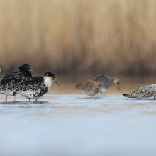 Bataliony; fot. Andrzej Kośmicki