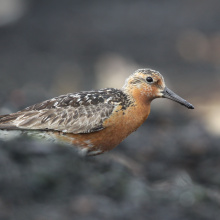 Biegus rdzawy; fot. Mateusz Ściborski
