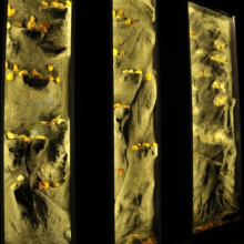 Muzeum Inkluzji w Bursztynie.  Fot. Michał Narloch