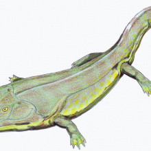 Cyclotosaurus