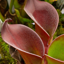 Heliamphora ciliata