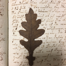 Fot. dr Radosław Kubus