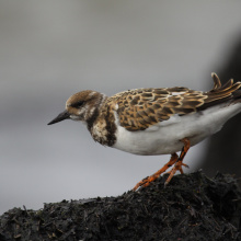 Kamusznik; fot. Mateusz Ściborski