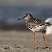 Krwawodziób; fot. Andrzej Kośmicki