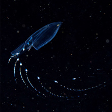 Eudoksja; fot. dr Alex Semenov