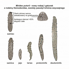 Miridex putorii, cykl zyciowy