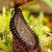 Nepenthes hamata