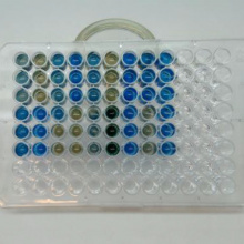 Marker diagnostyczny do wykrywania raka nabłonkowego pęcherza moczowego 