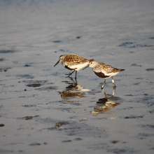 Ptak z widoczną plastikową obrączką