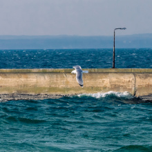 Photo by Alan Stocki/UG